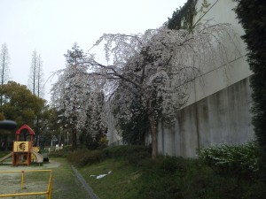 NEC_0129.JPG